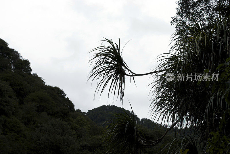 德拉科菲勒姆优雅西米姆 – t 西尔霍埃特